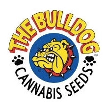 The Bulldog Seeds Fast Ryder 2 AUTO semena neobsahují THC 5 ks