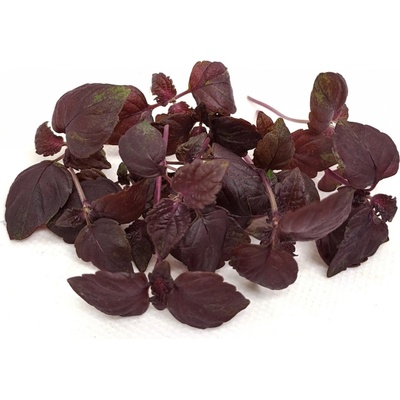 semínka microgreens Perilla Red Shiso Váha: 50 g
