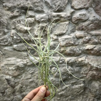 Tillandsia caerulea