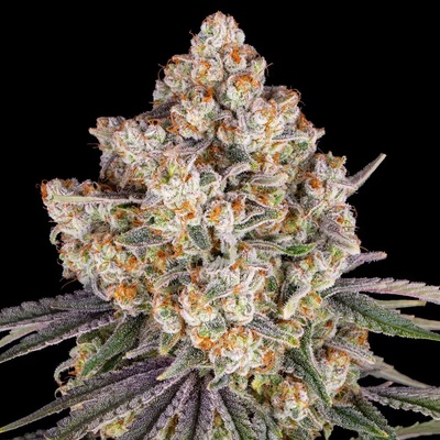 Barney's Farm Ice Cream Cakesemena neobsahují THC 10 ks