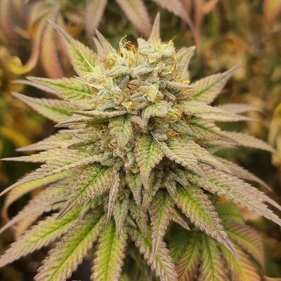 Monkey Genetics Monkey Haze semena neobsahují THC 3 ks