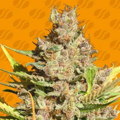 Original Sensible Seeds Alien Gorilla semena neobsahují THC 5 ks