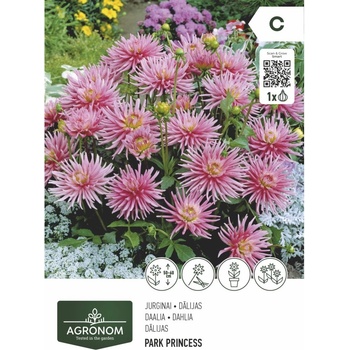 Seklos Далия (Гергина) Принцесата - 1 бр луковицa