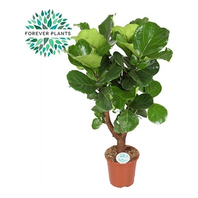 Ficus lyrata 27x100 cm