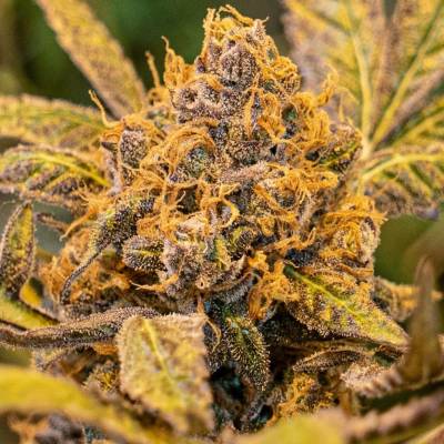 High Speed Buds High Voltage Fast semena neobsahují THC 3 ks