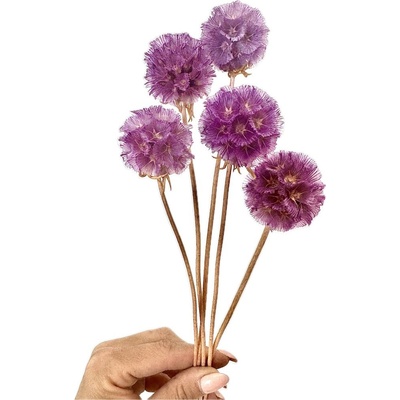 Sušená Scabiosa fialová 5ks