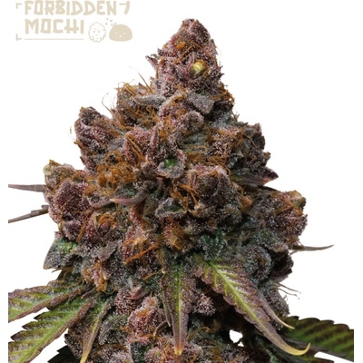 Seedstockers Superior Forbidden Mochi semienka neobsahujú THC 3 ks