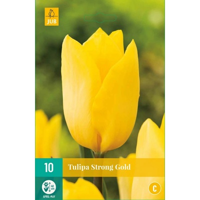 Tulipán Strong Gold