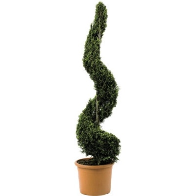 Cyprusovec leylandský žltý špirála FloraSelf Cupressocyparis leylandii 'Castlewellan Gold' výška 120-140 cm kvetináč 18 l - jubilejná edícia 35 rokov FloraSelf