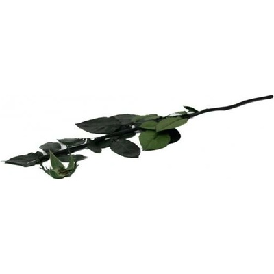 Stabilizovaný stonek a kalich růže Velikost: stonka 30 cm
