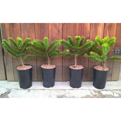 Araukária andská (Araucaria araucana) veľkosť 30-40cm