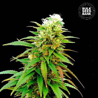 Bulk Seed Bank AUTO Zkittly Zi Zi semena neobsahují THC 10 ks