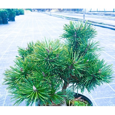 Pinus uncinata 'Globosa' Prodejní velikost: 020/030, Velikost hrnku: 5 l – Hledejceny.cz