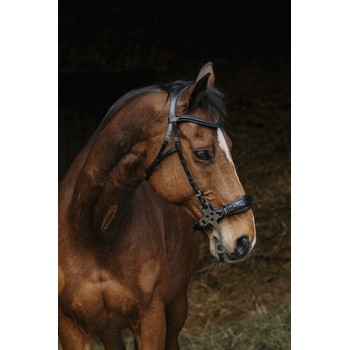 NORTON PRO - Hackamore