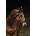 NORTON PRO - Hackamore