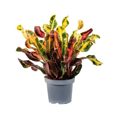 Kroton - Croton Codiaeum variegatum Mammi 12x35 cm