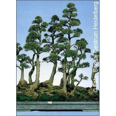 Австралйиски бор (Casuarina equisetifolia)