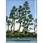  Австралйиски бор (Casuarina equisetifolia)