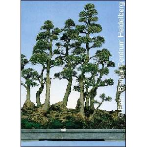  Австралйиски бор (Casuarina equisetifolia)