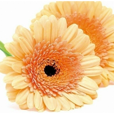 DIMEX | Obraz na skle | Gerbera GL-30-028 | 30 x 30 cm