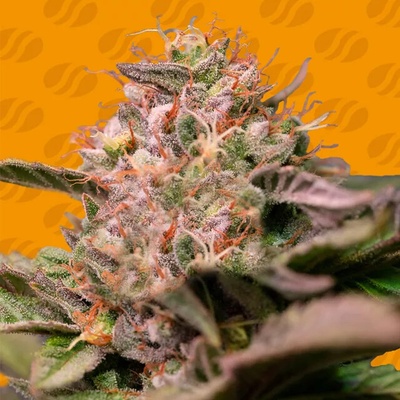 Original Sensible Seeds Trop Cherry semienka neobsahujú THC 10 ks