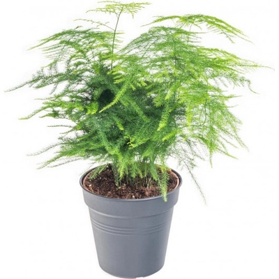Kapradina chřestová, Asparagus setaceus, vysoká do 30 cm