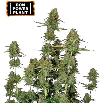 Seedstockers BCN Power Plant AUTO semena neobsahují THC 3 ks