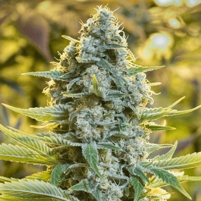 Silent Seeds Moby Dick semena neobsahují THC 3 ks
