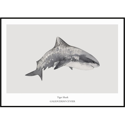 Jen tak z lásky Plakát Tiger Shark Rozměr plakátu: 30 x 40 cm