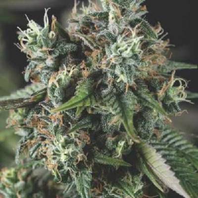 Pyramid Seeds Auto Do-Si-Dos semena neobsahují THC 5 ks
