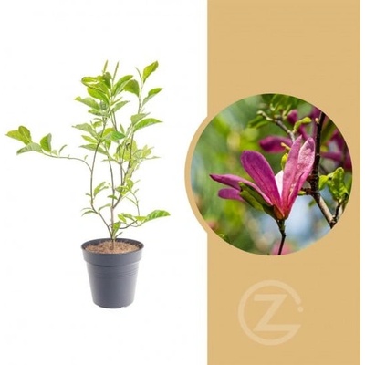Magnolia, Šácholan Susan, tmavě růžová, velikost kontejneru 2.5 l