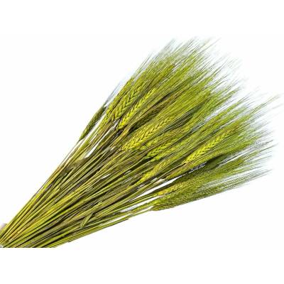 Sušené klasy ražné 150g - svetlozelené