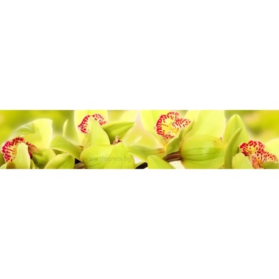 Пано Орхидея 10