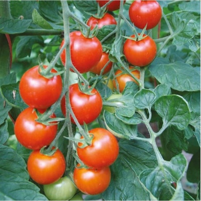 Rajče Bejbino F1 - Solanum lycopersicum - prodej semen - 7 ks