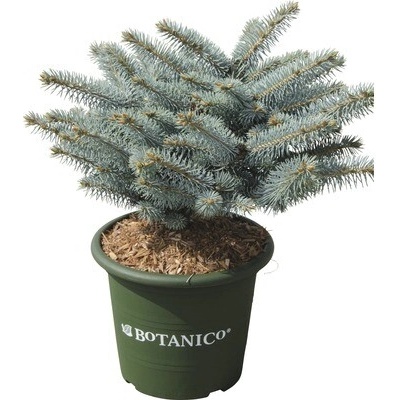 Smrek pichľavý Picea pungens 'Glauca Globosa' 25-30 cm kvetináč 3,7 l