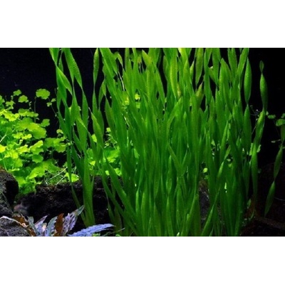Vallisneria spiralis Torta
