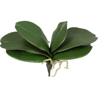 Listy orchideje s kořeny (x6) zelený v25 cm (FB109611800)