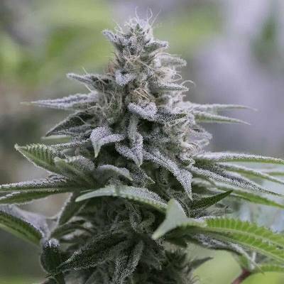 Silent Seeds Zkittlez 2.0 semena neobsahují THC 3 ks
