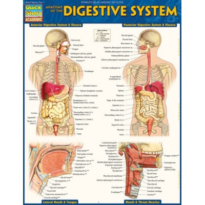 Anatomy of the Digestive System Quickstudy Laminated Reference Guide