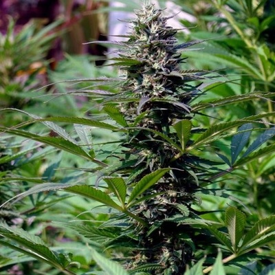 KC Brains Seeds T.N.R. regular semienka neobsahujú THC 5 ks