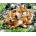 Norimpex - Puzzle Diamant painting: Fox family 30x40cm - 1 - 39 piese