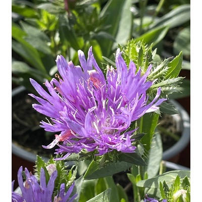 Stokesia laevis Mel's blue Velikost hrnku: 2l terac – Zboží Dáma
