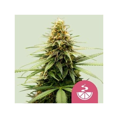 Royal Queen Seeds Lemon Skunk semena neobsahují THC 10 ks