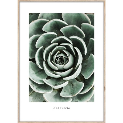 Styler Картина 50x70 cm Echeveria - Styler (OB-14051)