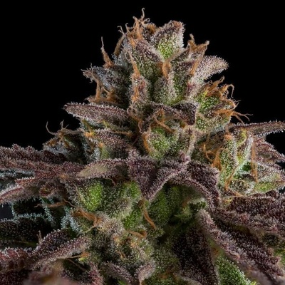 Ripper Seeds AUTO K-Mintz semena neobsahují THC 3 ks