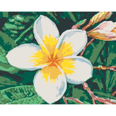 Zuty Malování podle čísel Havajská květina 80 x 100 cm vypnuté plátno na rám
