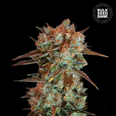 Bulk Seed Bank Caramel King semena neobsahují THC 10 ks
