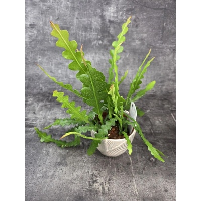 Epiphyllum Anguliger