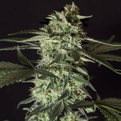 Genehtik Medizinal CBD semienka neobsahujú THC 25 ks