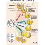 Учител bg Митотичен цикъл a4 (agm21)